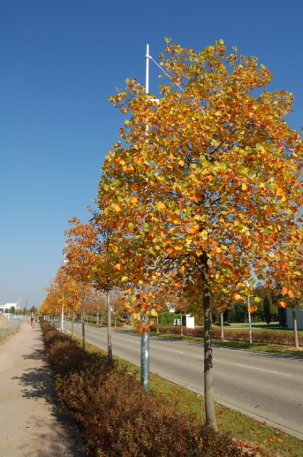 Arbre multicolore en automne sous le soleil